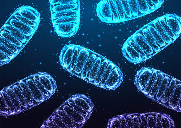 mitochondrien unter dem mikroskop auf dunkelblauem rücken im futuristisch leuchtenden niedrigen polygonalen stil. - organell stock-grafiken, -clipart, -cartoons und -symbole