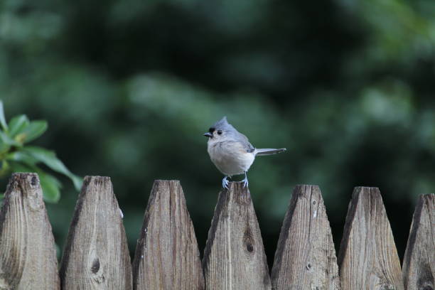 Macro closeup of a Tufted Titmouse (Baeolophus bicolor) eating a peeled sunflower seed.