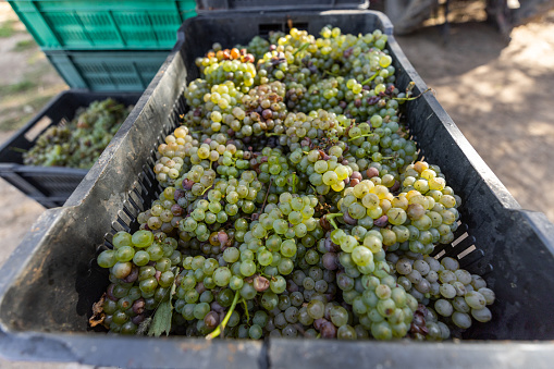 Beautiful bunch of fresh white grapes in plastic crate.