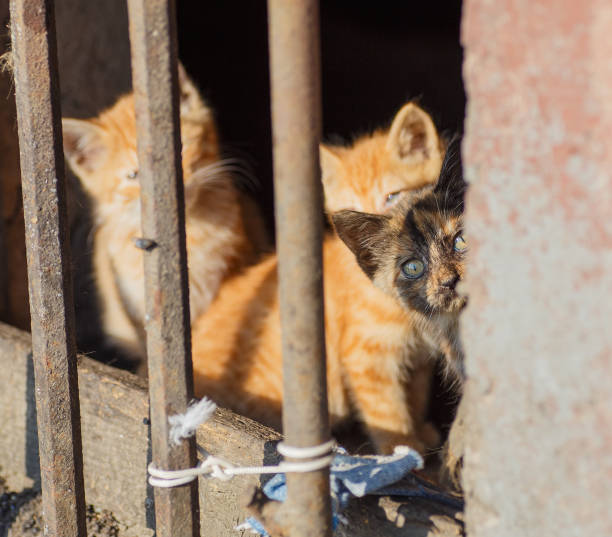 istock Homeless animal with offspring. 1433367797
