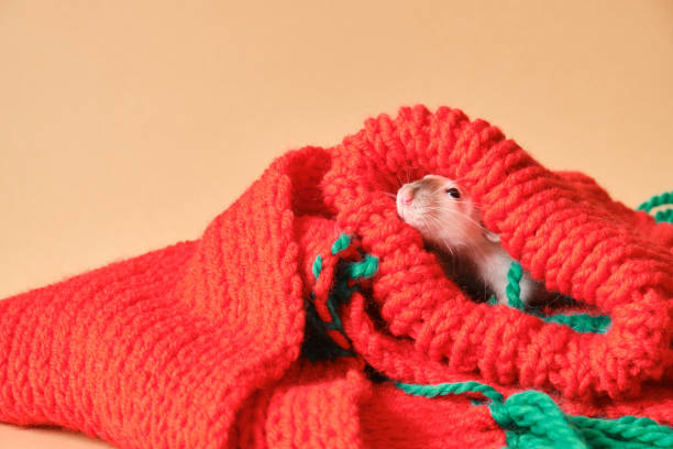 A brown and white rat in a dark narrow pipe, it is exploring its surroundings.