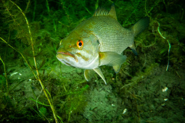 peixe-baixo-de-boca pequeno - smallmouth bass fotos - fotografias e filmes do acervo