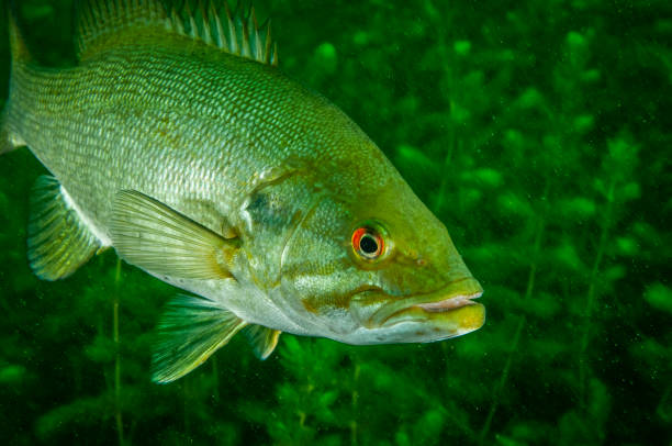 peixe-baixo-de-boca pequeno - smallmouth bass fotos - fotografias e filmes do acervo
