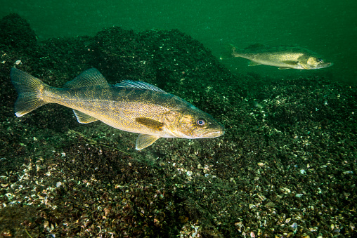 Walleye fish swimming underwater in the St-Lawrence River