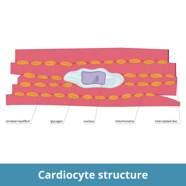 ilustrações, clipart, desenhos animados e ícones de estrutura de cardiocito - intercalated disc illustrations