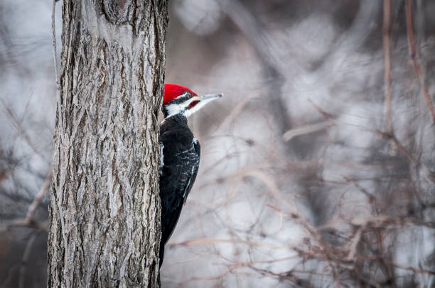 Pileated Woodpecker on a tree trunk Pileated Woodpecker in winter searching for food in a forest in Canada pileated woodpecker stock pictures, royalty-free photos & images