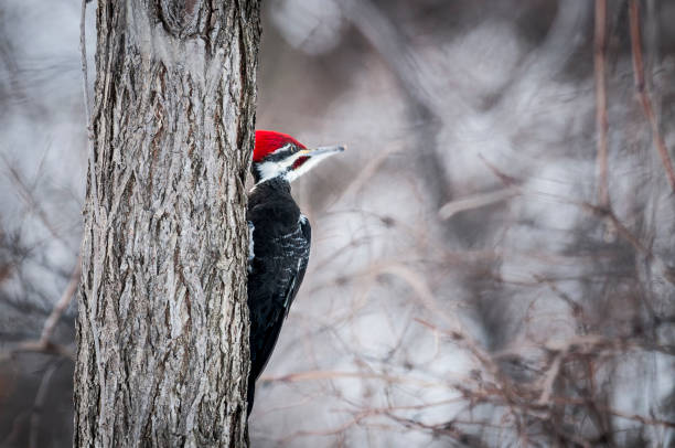 dzięcioł palowy na pniu drzewa - pileated woodpecker animal beak bird zdjęcia i obrazy z banku zdjęć