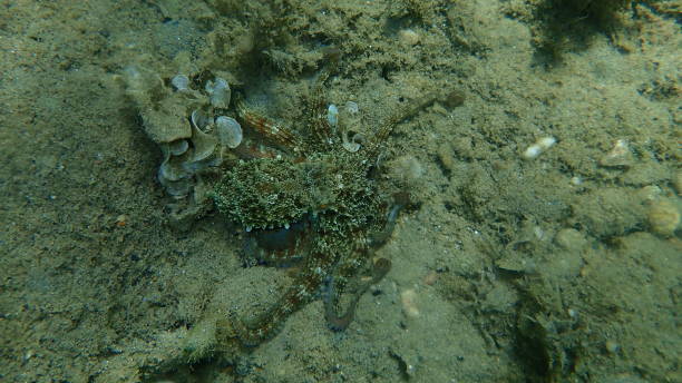 istock Common octopus (Octopus vulgaris) hunting, Aegean Sea 1433373481