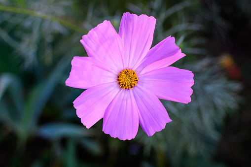 One delicate vivid pink flower of Cosmos plant in a British cottage style garden in a sunny summer day, beautiful outdoor floral background photographed with soft focus