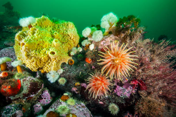 istock Beautiful and colourful underwater seascape 1433375775