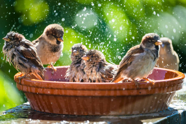 House sparrows bathing House sparrows bathing and splashing water in a birdbath on a hot summer day. passer domesticus stock pictures, royalty-free photos & images