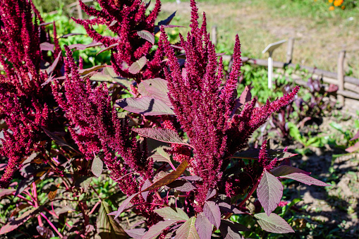 Amaranthus caudatus is a species of annual flowering plant. It goes by common names such as love-lies-bleeding, pendant amaranth, tassel flower.\nMany parts of the plants, including the leaves and seeds, are edible, and are frequently used as a source of food in India and South America. This species, as with many other of the amaranths, are originally from the American tropics. The exact origin is unknown, as A. caudatus is believed to be a wild Amaranthus hybridus aggregate.\nThe red color of the inflorescences is due to a high content of betacyanins, as in the related species known as \