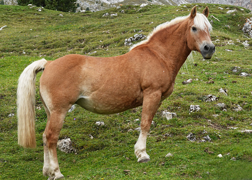 A haflinger horse in the Italian alps.