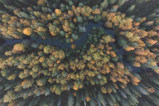 istock A meandering river flows through a forested area. Autumn yellowing foliage. Natural design. 1433379003