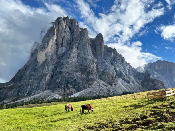 A view of the Dolomites Italy with cows grazing.
