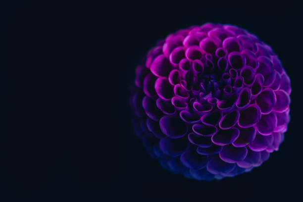 Dahlia flower in neon light blue and pink stock photo