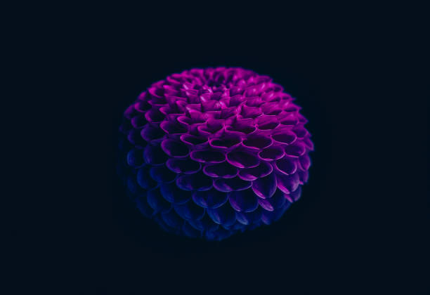 Dahlia flower in neon light blue and pink