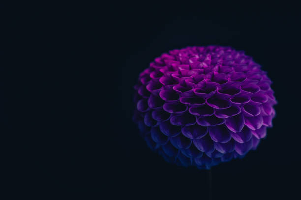 istock Dahlia flower in neon light blue and pink 1433381518