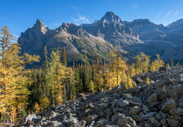 Larch Trees and Rocky Mountains at Lake O’Hara