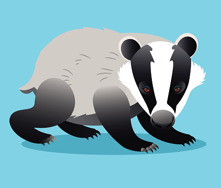 Vector European badger