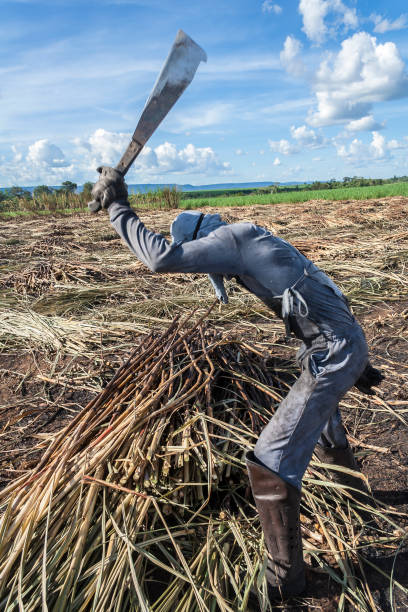 manuelle ernte zuckerrohr auf dem feld - cut sugar cane stock-fotos und bilder