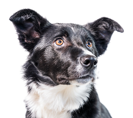 Close-up portrait of a six month old short haired Border Collie dog, looking away from the camera. Isolated on a white background.