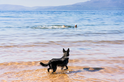 A border collie looking on at a swimmer in the sea off the Ayrshire coast in Scotland with a mixture of confusion and worry.
