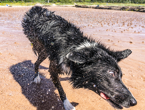 A collie dog on a trip to the beach caught with a funny expression as he shakes sea water off his coat.