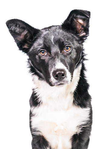 Portrait of a sitting 6 month old Border Collie dog, looking pleadingly at the camera.  Isolated on a white background.
