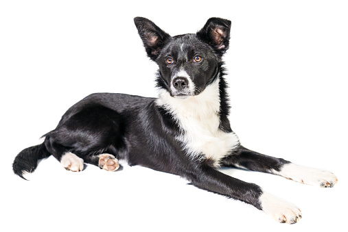 Full length lying down portrait of a six month old short haired Border Collie dog, on a white background.