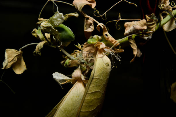 istock Dry pea sprout in soft focus at high magnification. Dead plant on a dark background. 1433387251