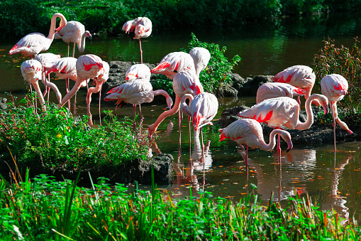 Flamingos exotic birds . Flock of birds in tropical park