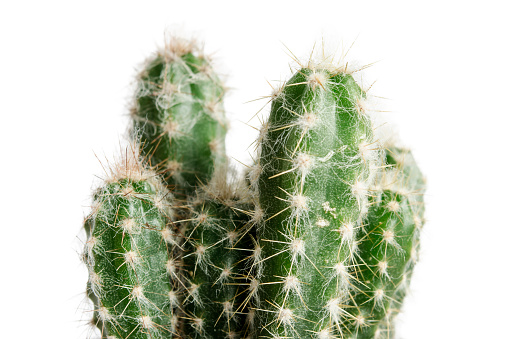High Resolution Cactus (Carnegiea Gigantea) Tree Render, 3D Image. 