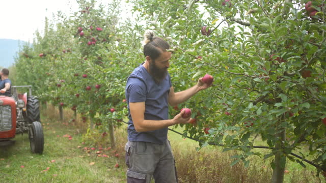 Bearded Male Farmer Picking Fresh Apples In Orchard