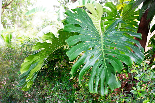 Dracaena fragrans Compacta is a plant species of the Asparagus family. It is a succulent bush