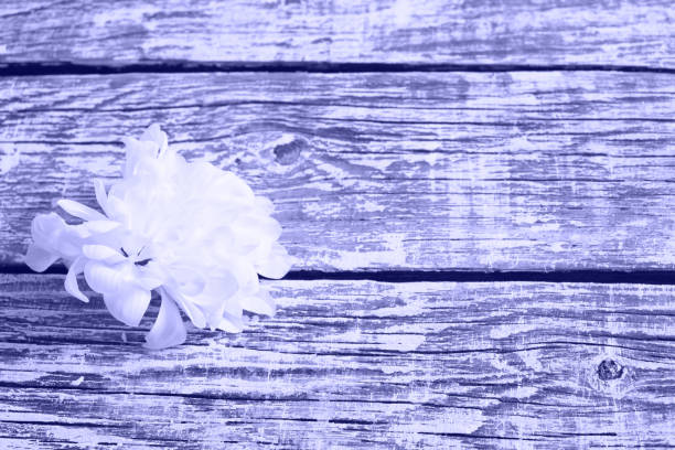 white chrysanthemum on a very peri color trend 2022 wooden background, aged boards, copy space top view