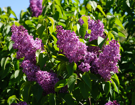 A DSLR close-up photo of beautiful Lilac blossom on a defocused green leaves background. Shallow depth of field.