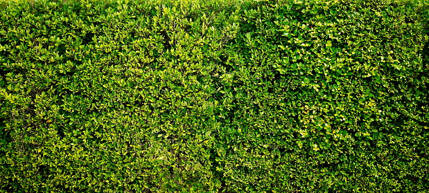 Green leaf wall 