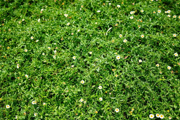 istock White dandelions and green grass  background 1433390193