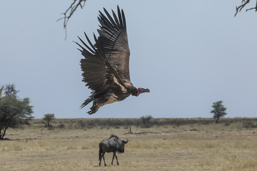 A vulture takes of with a blue wildebeest walking at a watering hole in the Kgalagadi, South Africa.