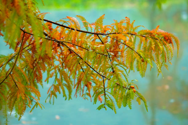 istock Autumn, larch, forest, larch leaves, turning red 1433391067