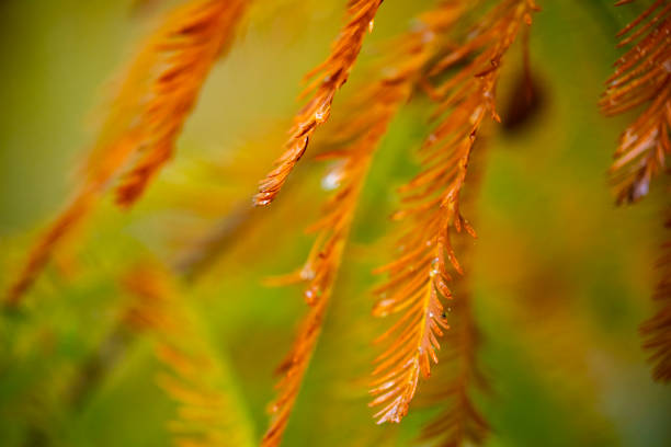 Autumn is here. The larch leaves in the larch forest are turning red