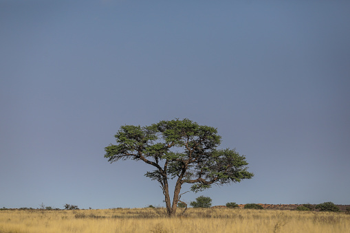 A lone thorntree on the savanahs of the Kgalagadi