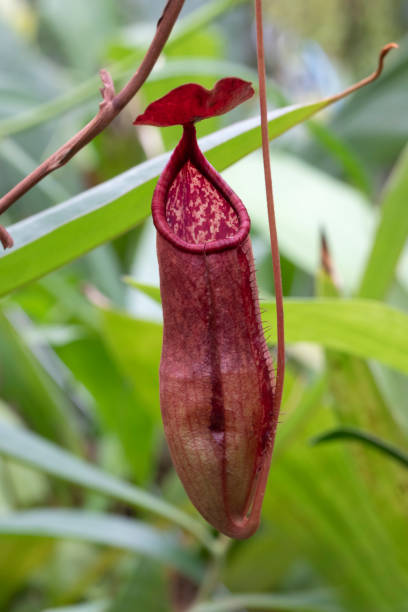 istock Hanging Nepenthes bokorensis Mey close up 1433391612
