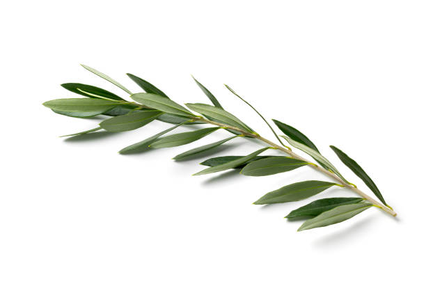 istock Single fresh olive twig close up on white background 1433391622