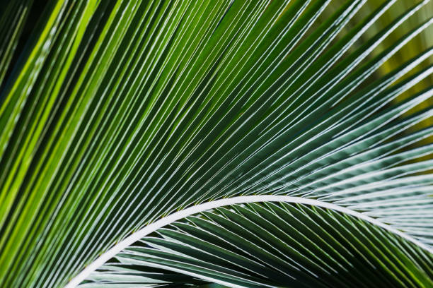 istock Abstract natural background photo texture, palm leaf 1433392516