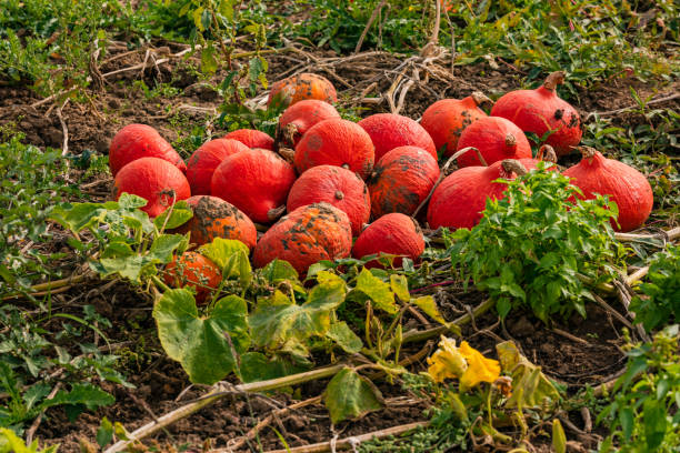 A bunch of red Hokkaido between green leaves in autumn, Germany