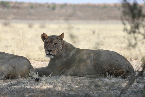 Pride male lion (Panthera leo) and lioness scan the desert for prey animals at KWANG, Kalahari desert, Kgalagadi transfrontier desert park, South Africa. Lions are the top predator in the desert ecology.