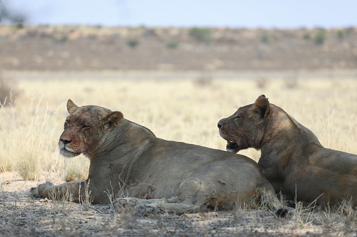 Two female lions resting in the shade after feeding