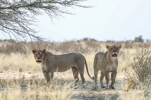 Two female lions walking in the semi desert of the Kgalagadi